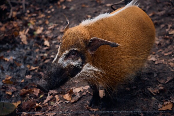 Afbeelding: ZooParc Overloon