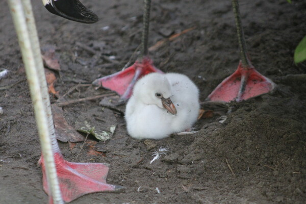 Voor het eerst Chileense flamingo's uit het ei gekomen in ZooParc Overloon