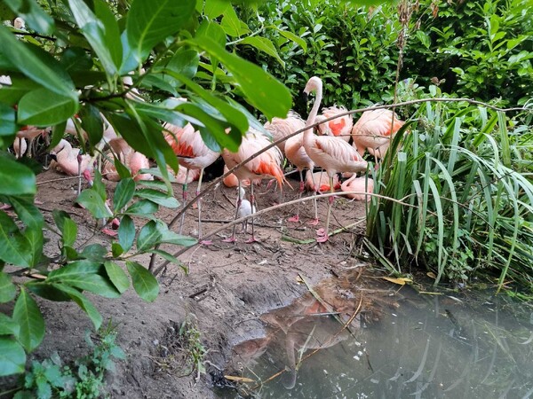 Voor het eerst Chileense flamingo's uit het ei gekomen in ZooParc Overloon