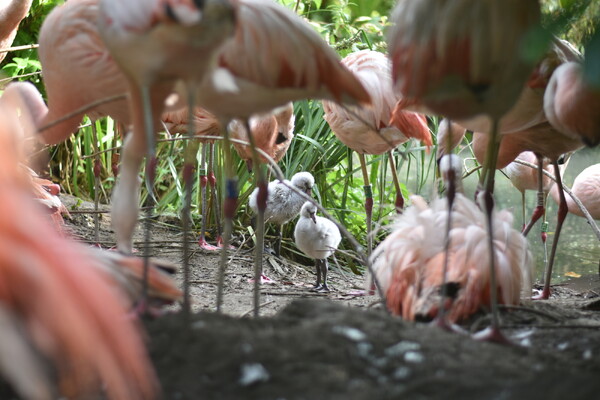 Voor het eerst Chileense flamingo's uit het ei gekomen in ZooParc Overloon