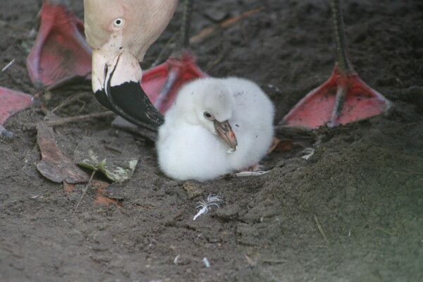 Voor het eerst Chileense flamingo's uit het ei gekomen in ZooParc Overloon