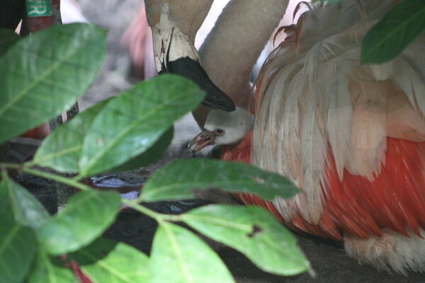 Voor het eerst Chileense flamingo's uit het ei gekomen in ZooParc Overloon