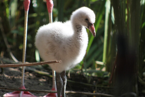 Voor het eerst Chileense flamingo's uit het ei gekomen in ZooParc Overloon