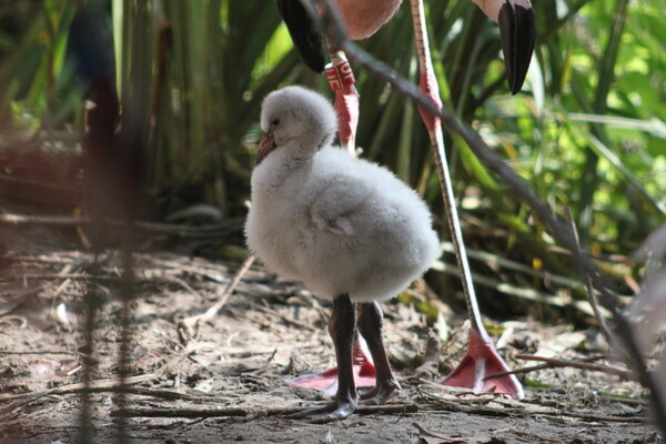 Voor het eerst Chileense flamingo's uit het ei gekomen in ZooParc Overloon