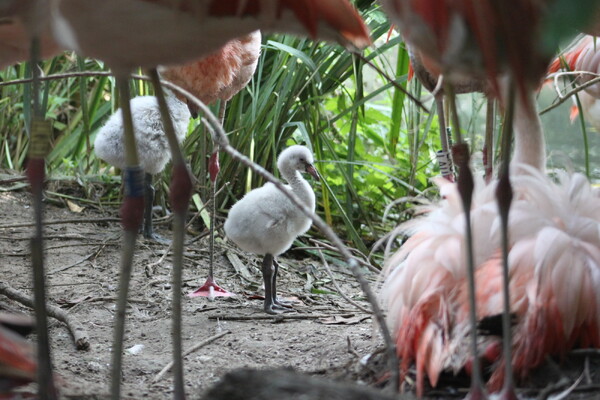 Voor het eerst Chileense flamingo's uit het ei gekomen in ZooParc Overloon