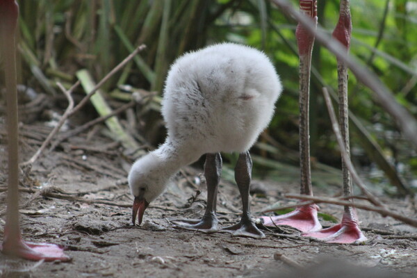 Voor het eerst Chileense flamingo's uit het ei gekomen in ZooParc Overloon