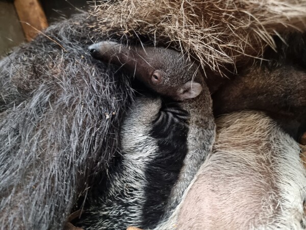 Gezonde reuzenmiereneter ter wereld gekomen in ZooParc Overloon