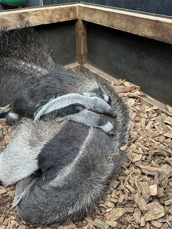 Gezonde reuzenmiereneter ter wereld gekomen in ZooParc Overloon