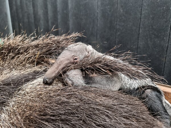 Gezonde reuzenmiereneter ter wereld gekomen in ZooParc Overloon