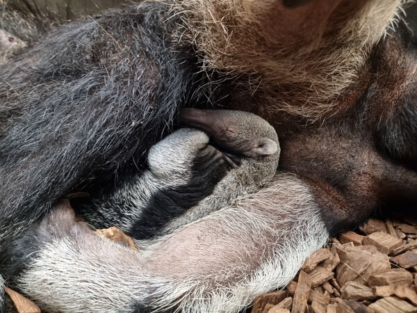 Gezonde reuzenmiereneter ter wereld gekomen in ZooParc Overloon