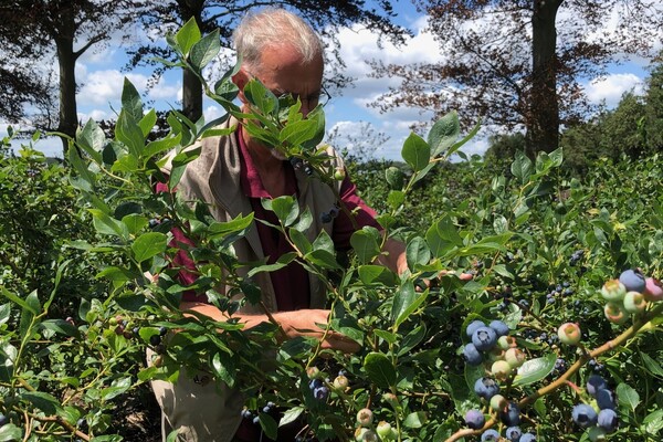 Zelf blauwe bessen plukken