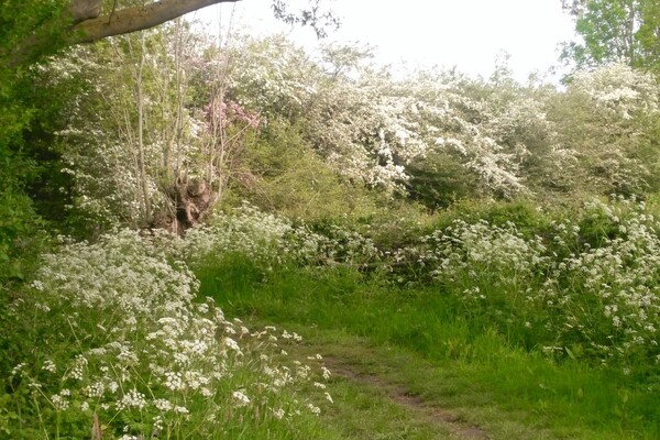 Natuurwandeling voor de jeugd in Unecso Maasheggen Vortum