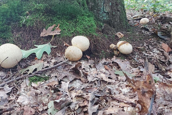 Speuren naar paddenstoelen op landgoed Mariëndaal in Velp