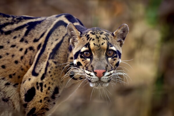 ZooParc Overloon bouwt verblijf voor nieuwe diersoort: nevelpanters