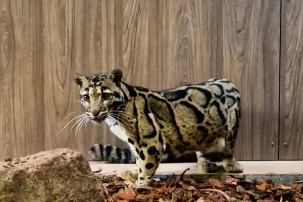 Eerste nevelpanter gearriveerd in gloednieuw verblijf ZooParc Overloon