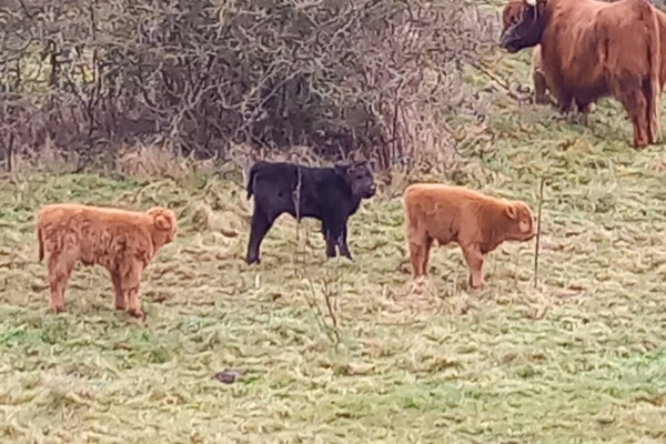 Vijf kalfjes geboren in de Oeffelter Meent