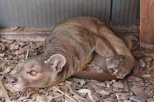 Beschuit met muisjes in ZooParc Overloon: twee fossa's geboren