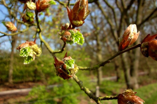 Kinderactiviteit: De natuur bloeit en groeit