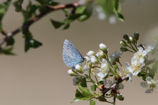 Biodiversiteit in Land van Cuijk boven landelijk gemiddelde