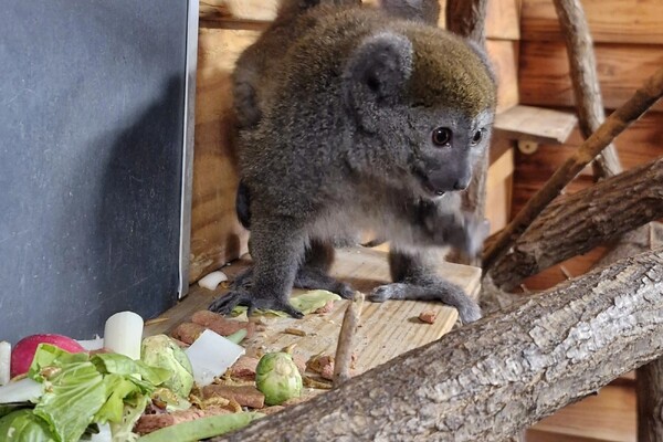 Twee bamboemaki’s geboren in ZooParc Overloon