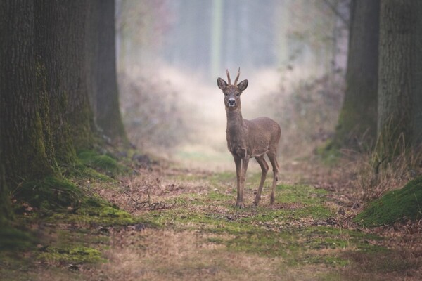 Lentebodes en vroegbloeiers in Rondje Tongelaar 28 januari