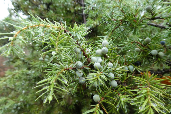 Wandeling door de Overloonse duintjes