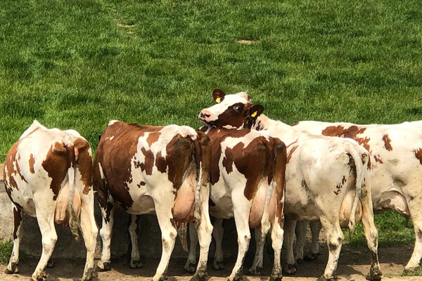 Rechter doet woensdag uitspraak in stikstofzaak ook cruciaal voor Land van Cuijk