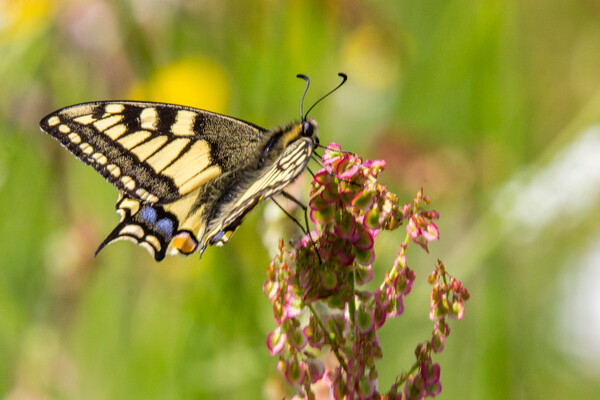 Lezing over meer biodiversiteit op onze dijken