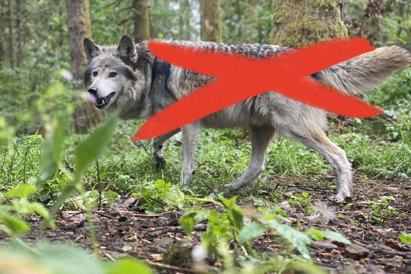 Getuige Wolf in Rijkevoort meldt zich met rectificatie