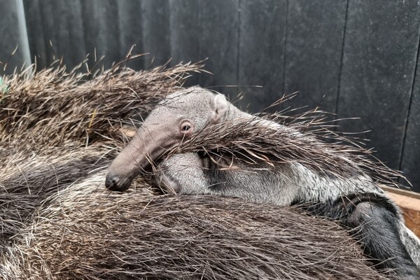 Gezonde reuzenmiereneter ter wereld gekomen in ZooParc Overloon